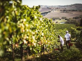 Azienda-Guerrieri-Weinlese