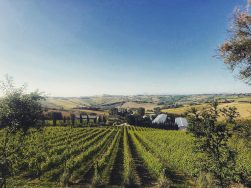 Azienda-Guerrieri-Weinreben