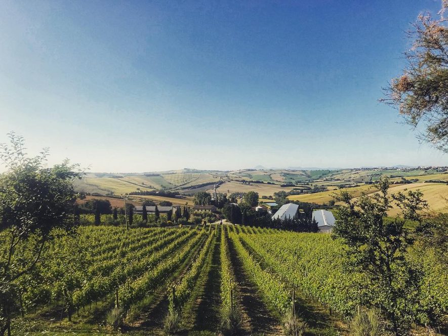 Azienda-Guerrieri-Weinreben