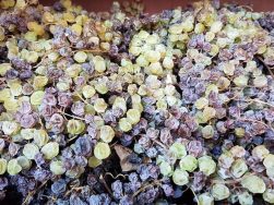 LaTosa_Beeren