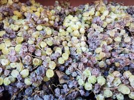 LaTosa_Beeren